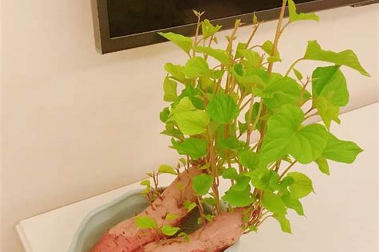 种红薯用了400斤平衡肥行吗？
