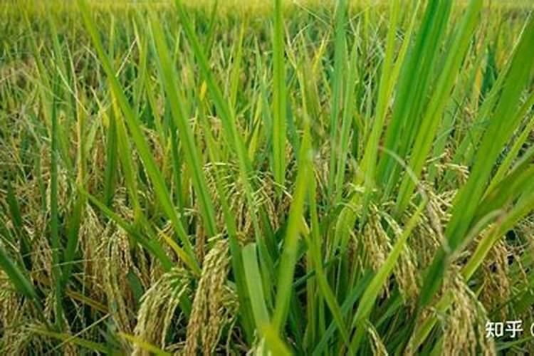 种植谷子最适宜的播种时间在什么时候