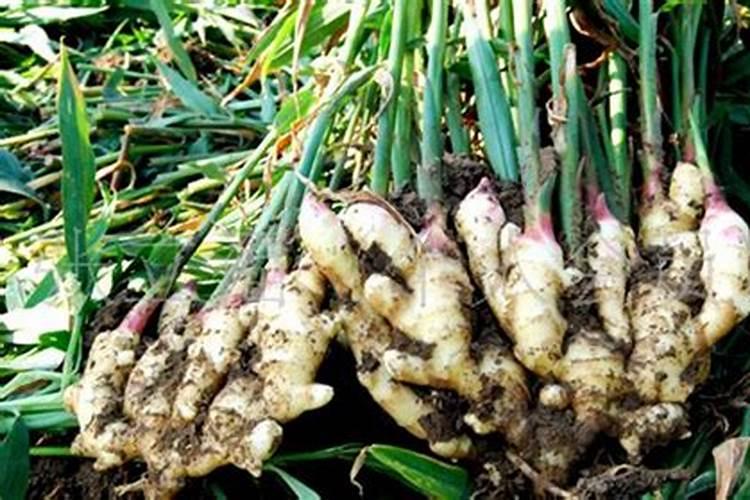 种植生姜用什么肥料最好？
