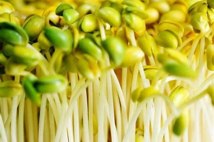 豆角用什么肥料产量高