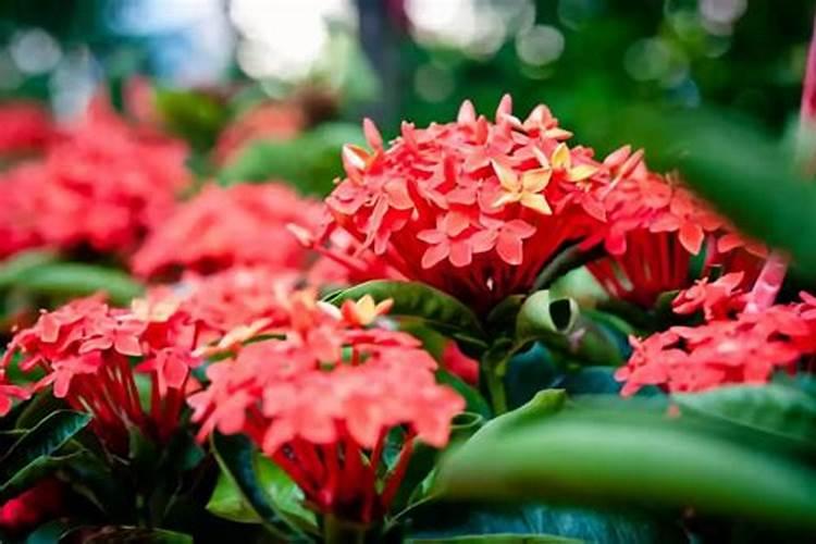 木本花施什么肥？