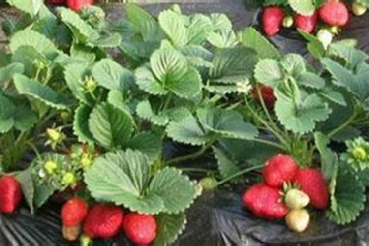草莓施肥时间和方法