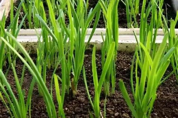 韭菜移植后多久施肥