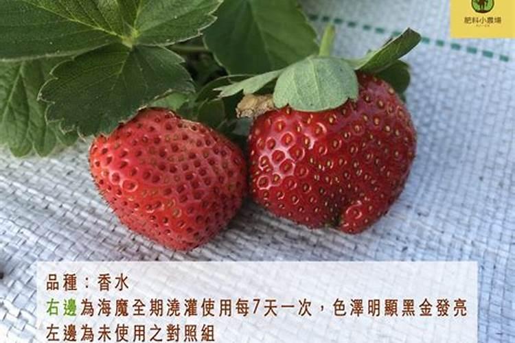 中农大688玉米品种介绍 中农大688玉米种子