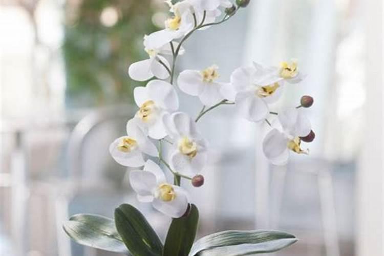 兰花开完花后为什么不能马上施肥