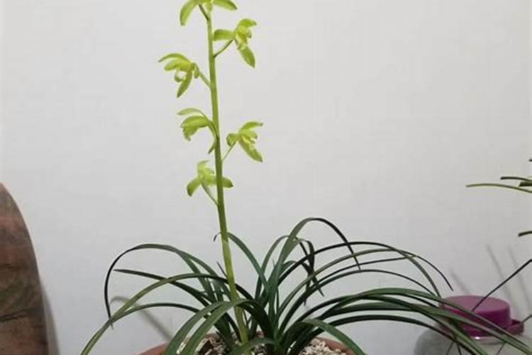 兰花多久施液肥 兰花何时需要液体肥料施用？