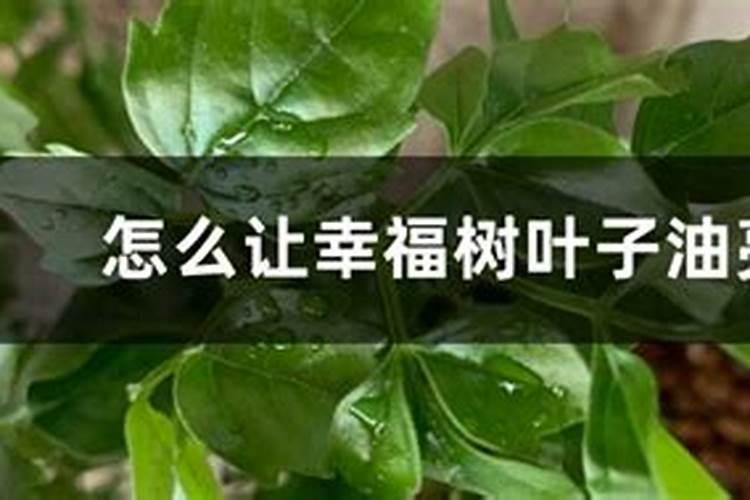 锌肥在玉米上怎样使用