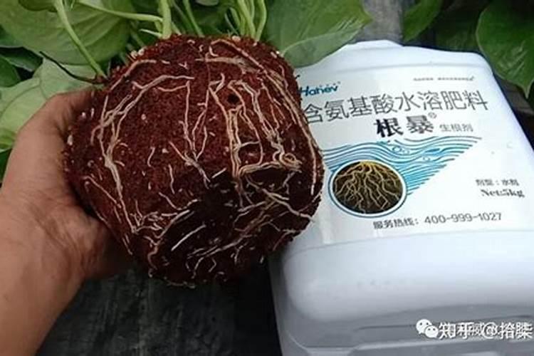 水溶肥的正确使用方法