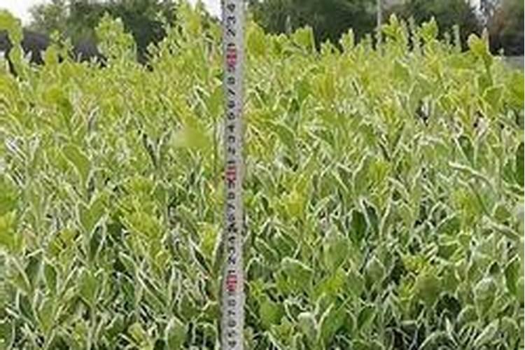 黄杨树盆栽怎样种植？