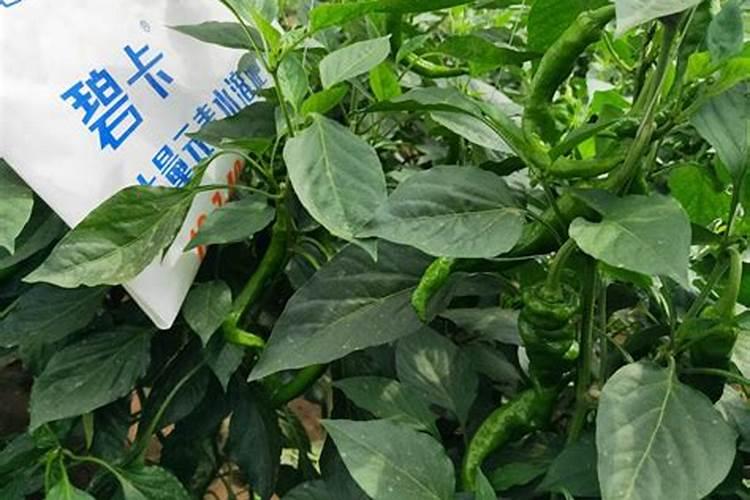 高钾水溶肥什么时候用,在地里几小时见效