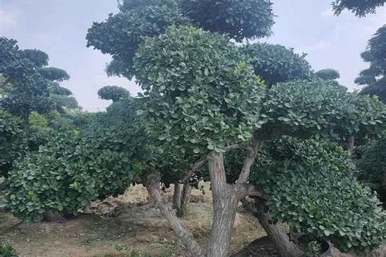 黄杨树施什么肥料长势好？