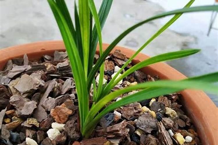 新栽兰花多久施肥 新栽兰花应该在种植后多久进行第一次施肥