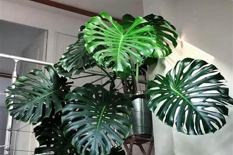 龟背竹如何正确浇水施肥