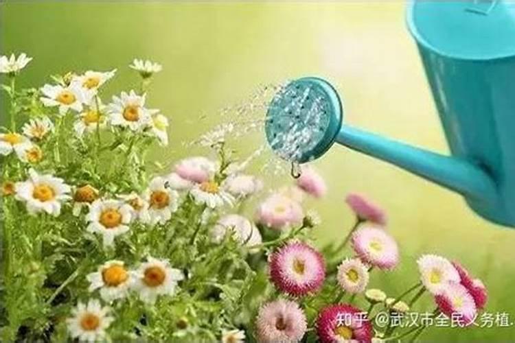 生根剂可以直接浇花吗