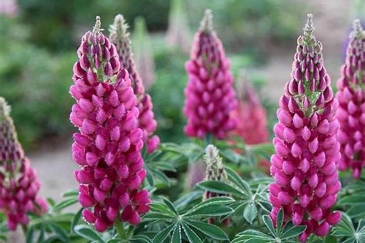 北方鲁冰花种植方法和时间
