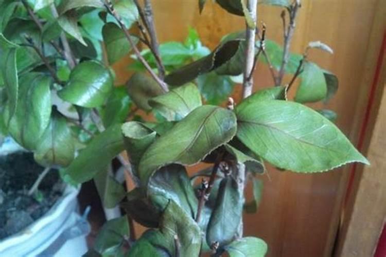 给花喷点它,叶子绿得滴油,花叽里咕噜开爆盆!