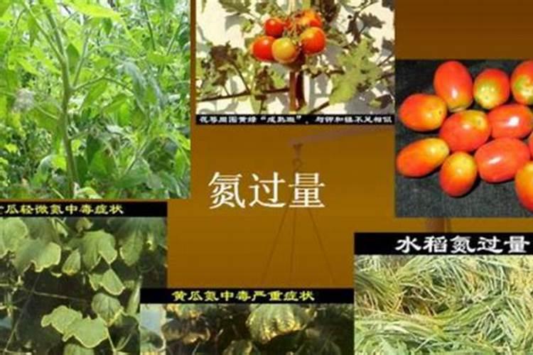豆类植物固氮原理