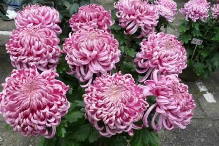 菊花施什么肥