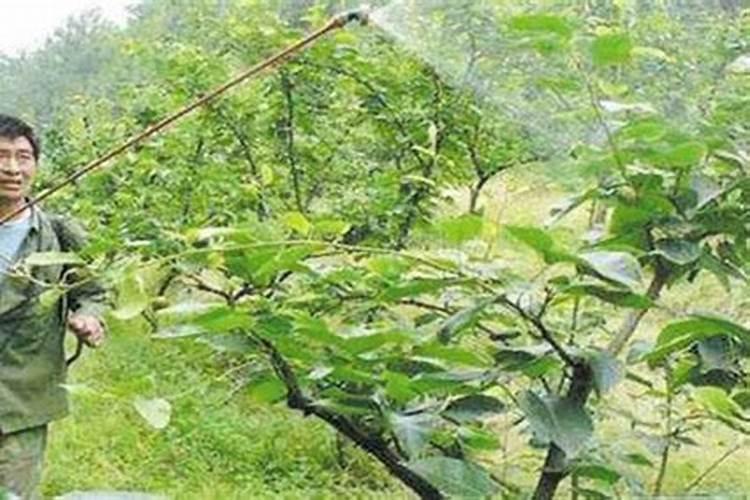 氨基酸水溶肥叶面喷施的效果