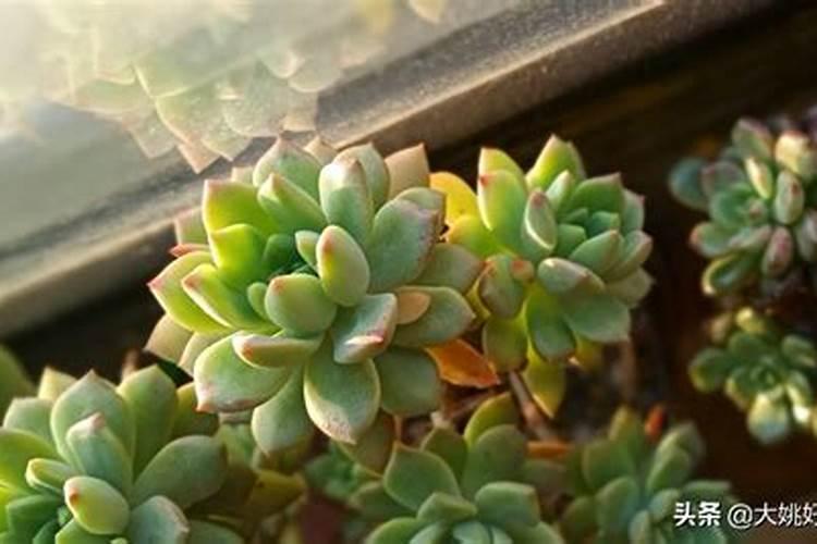 绿龟卵多肉植物怎么养