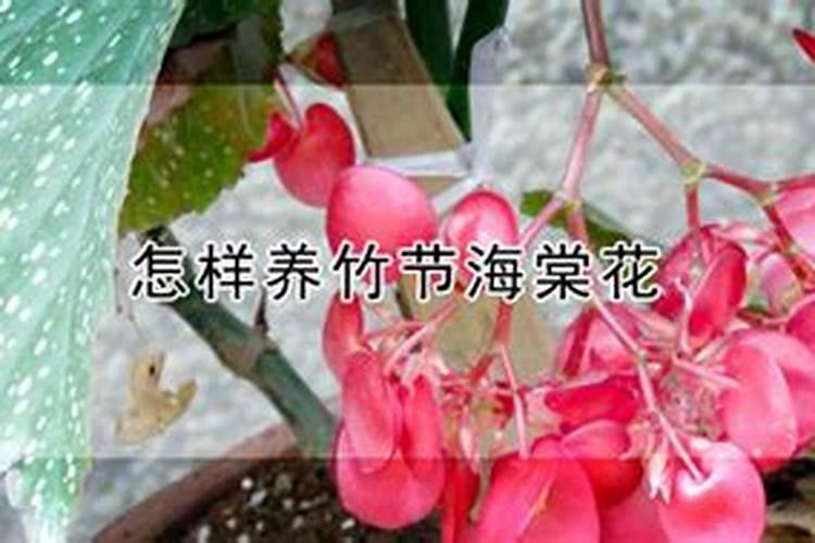 竹节海棠施什么肥竹节海棠怎么施肥