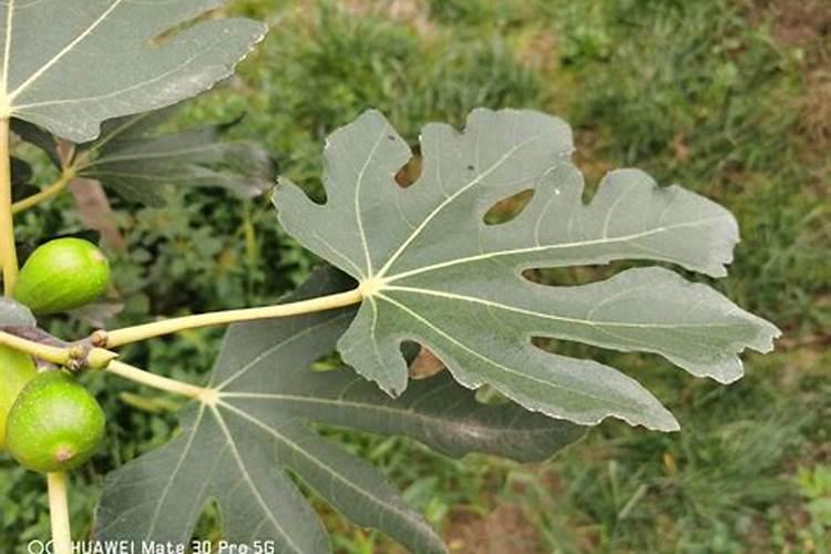 无花果施什么肥好