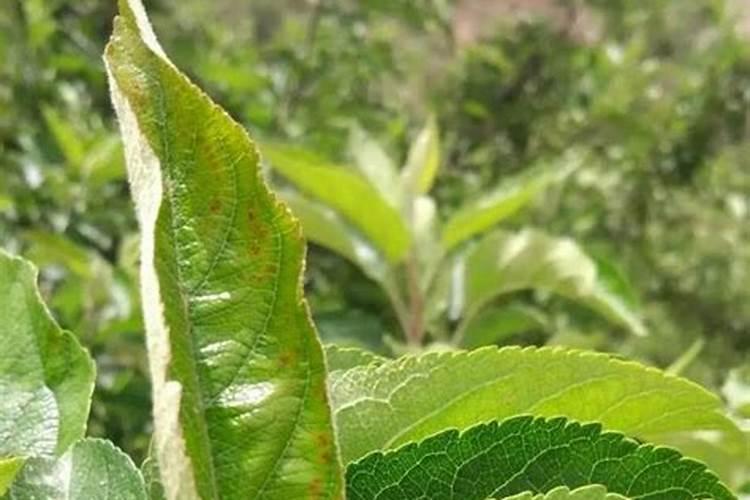 速生桉树施哪种肥最好