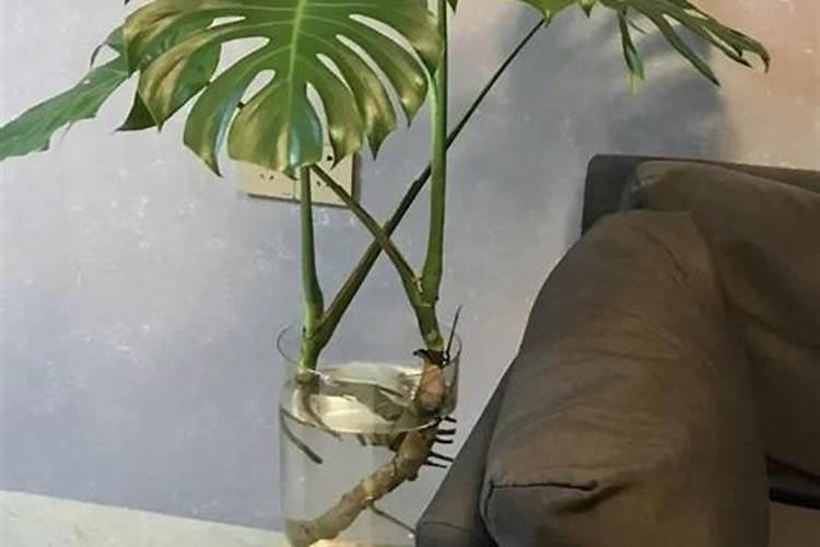 水培龟背竹的养殖方法和注意事项