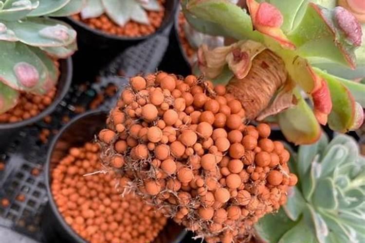 多肉植物能浇鱼蛋白肥料吗？