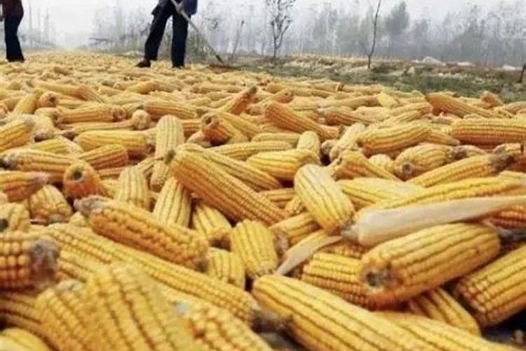活性炭可以做肥料吗