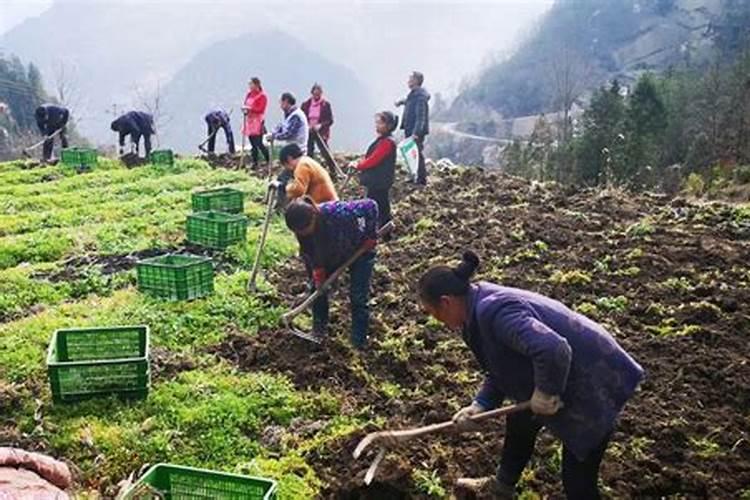 无花果喜欢什么肥料,如何施肥才更有利于无花果提高产量质量？