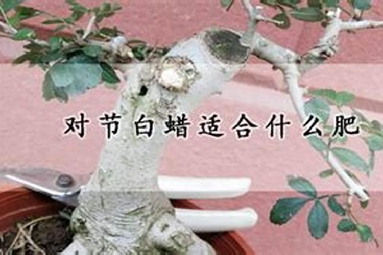 对节白蜡需要什么肥