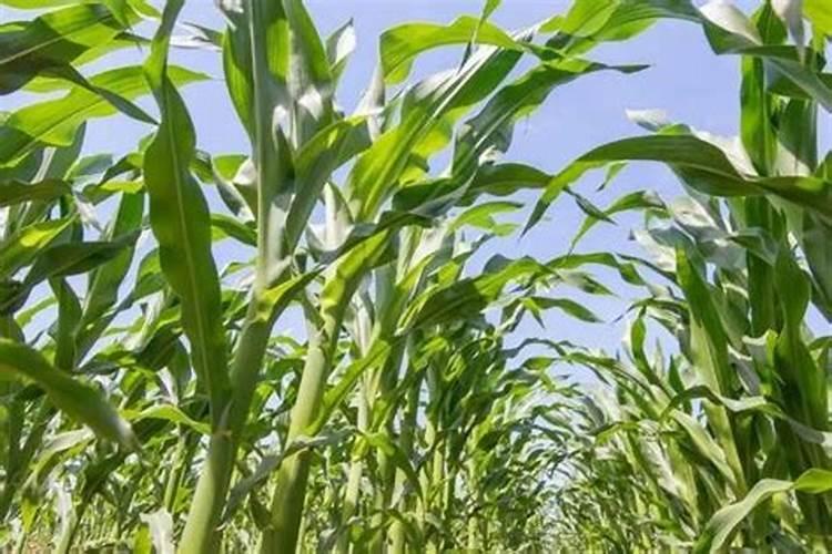 玉米什么时候喷施芸苔素 最佳使用时间及方法
