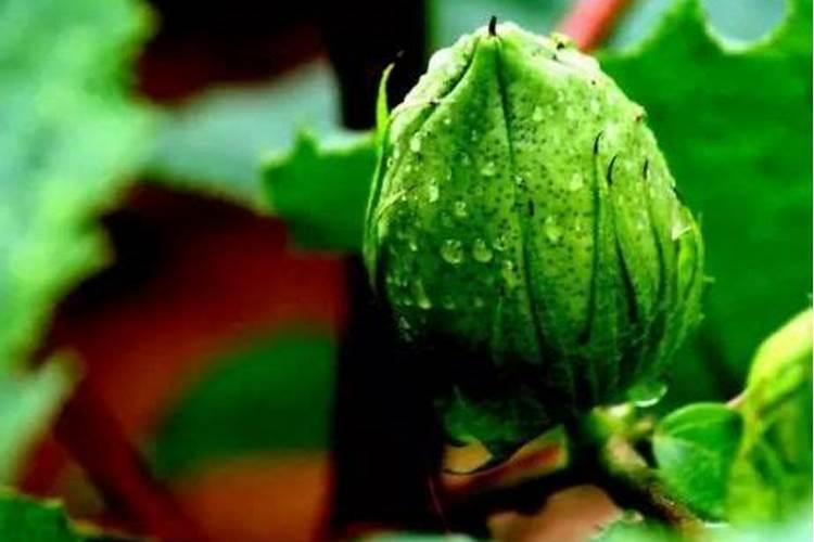 棉花在开花和结桃的时候有什么特点？