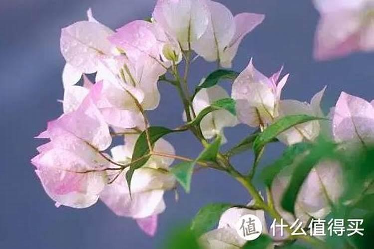 三角梅花期如何浇水施肥