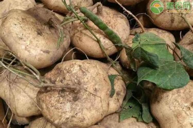 促进叶片生长的肥料促进植物的叶的生长需要施什么肥