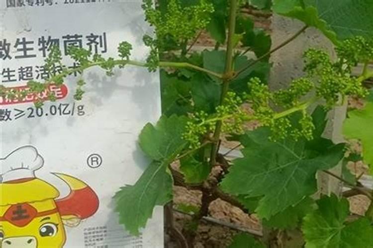 葡萄开花前施什么肥葡萄开花前怎么施肥