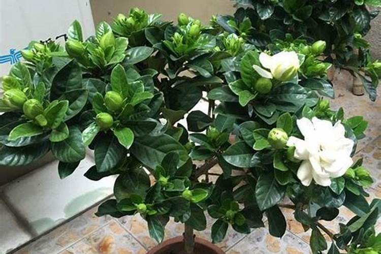 栀子花长花苞后怎样养护