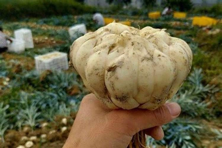龙牙百合使用哪种有机肥好些？