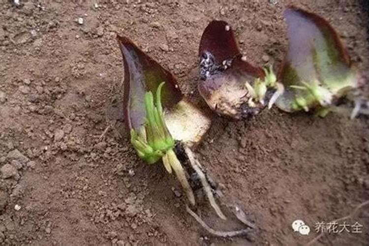 怎么栽百合种球