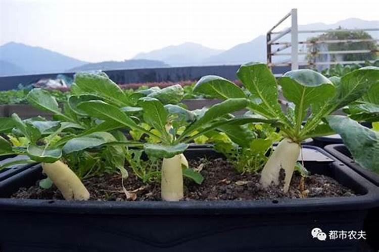 自家种蔬菜一般用什么肥料