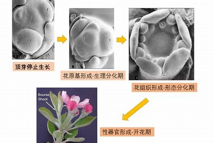 什么肥可促进花芽分化 花芽分化期是什么时候
