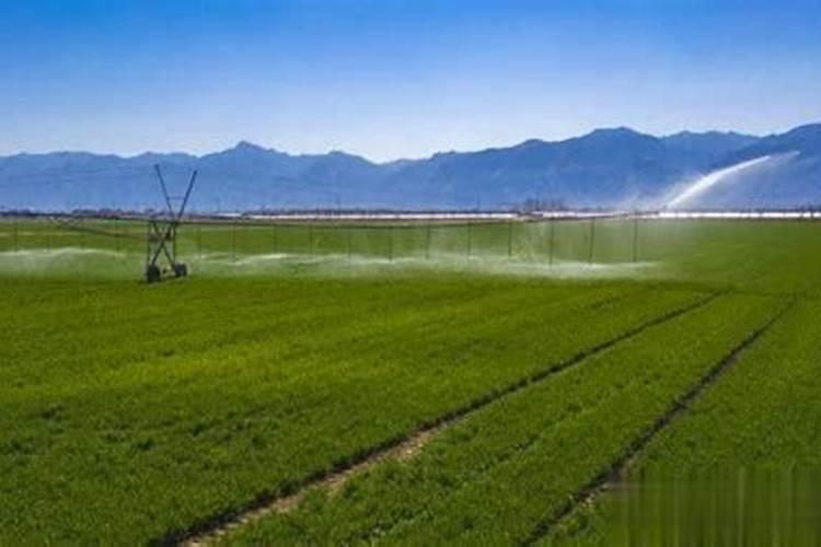 叶面肥早上打好还是下午打好