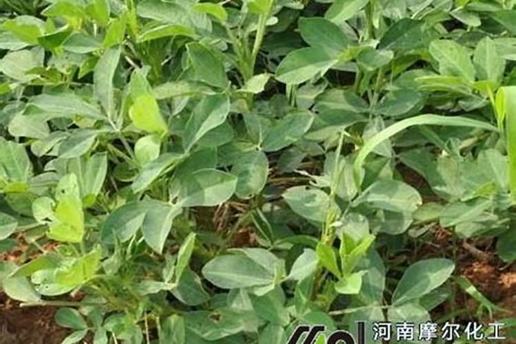怎样使花生生根快 如何使花生生根快