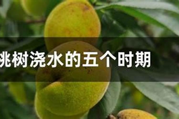 桃树什么时候用水溶肥最好