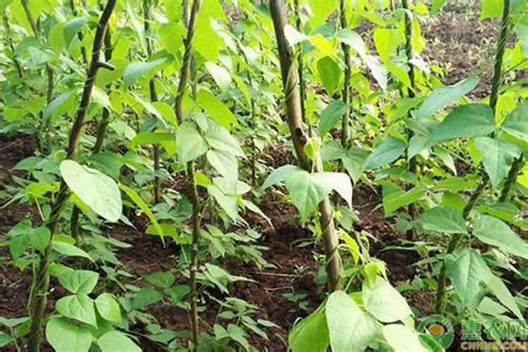 广西水产类饲料公司有哪些