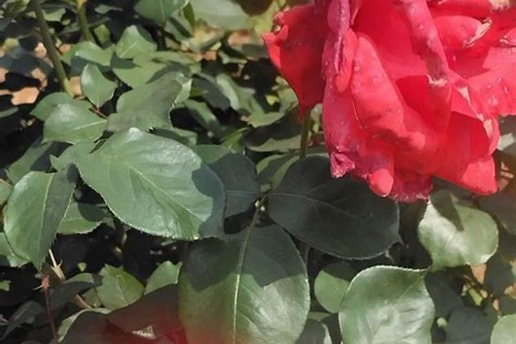 月季花苞期施什么肥 注意事项有哪些