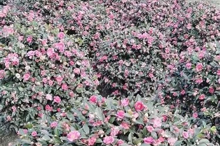 茶梅花怎么养殖？