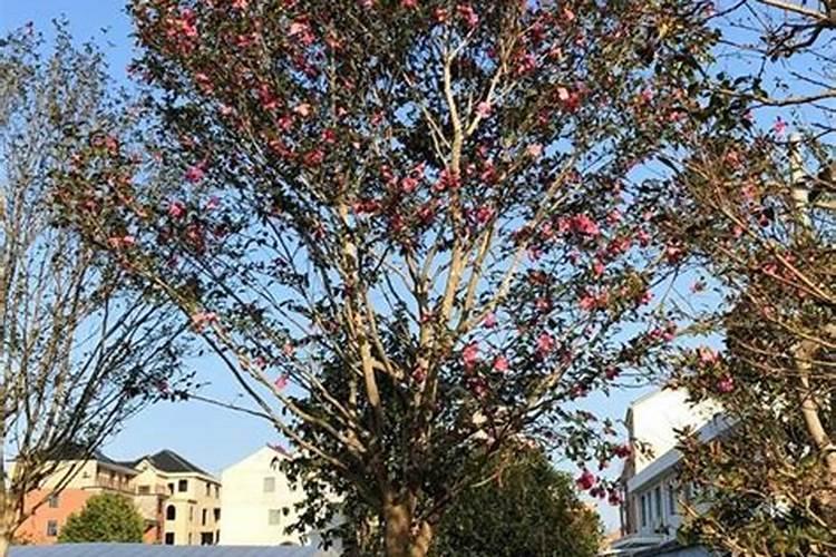 茶梅树在15℃左右一个星期浇水一次可以吗？