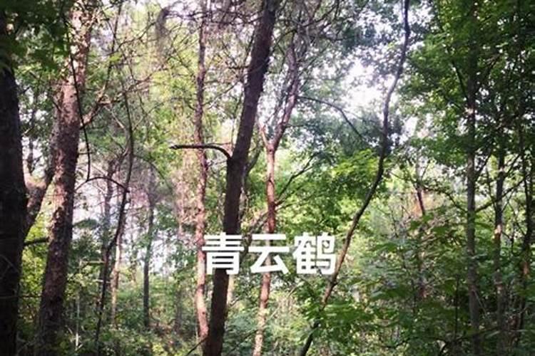 松针土适合种什么菜